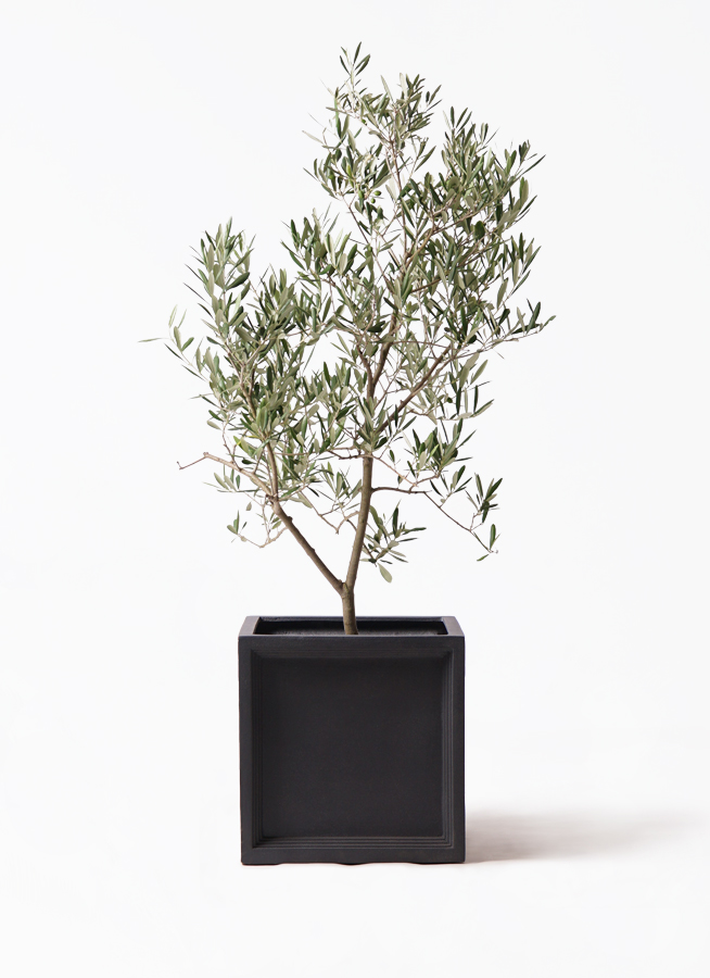 オリーブの木 デルモロッコ | 観葉植物通販HitoHana(ひとはな)