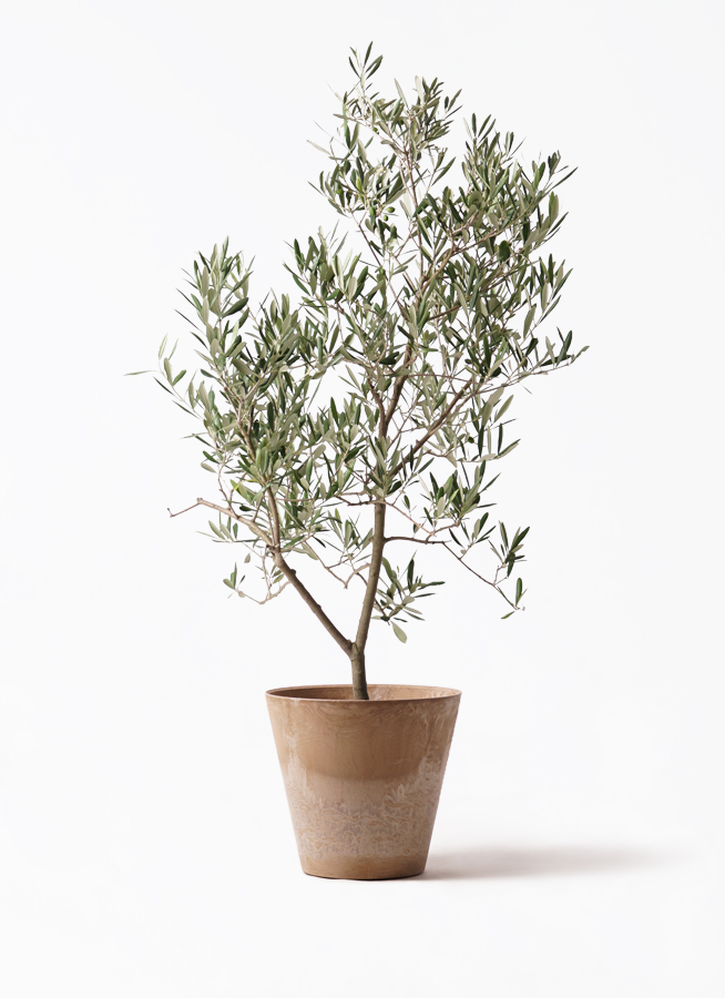 オリーブの木 デルモロッコ | 観葉植物通販HitoHana(ひとはな)