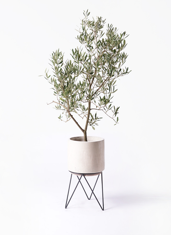 オリーブの木 デルモロッコ | 観葉植物通販HitoHana(ひとはな)