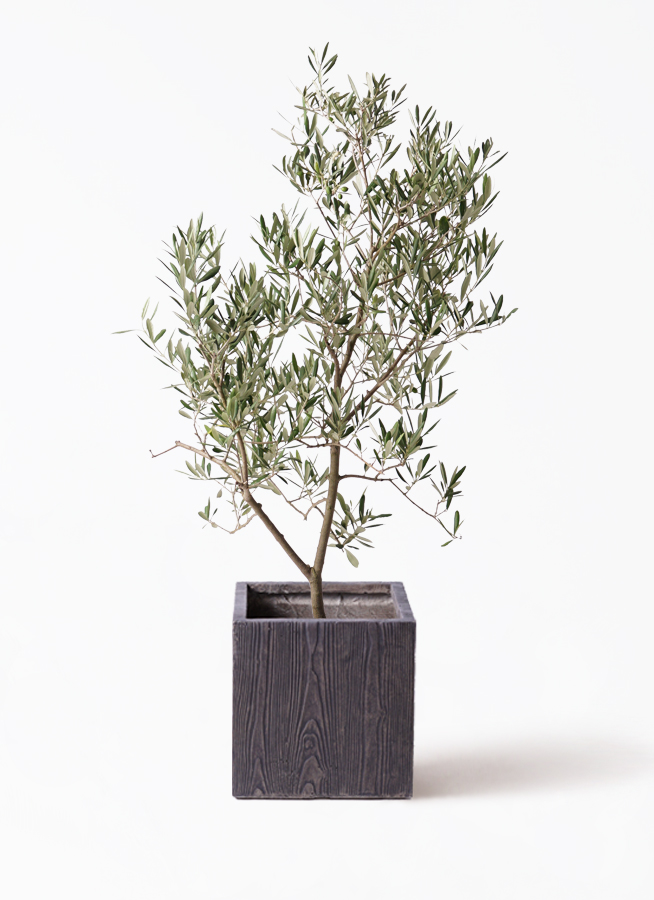 オリーブの木　デルモロッコ 1.jpg?1502522850