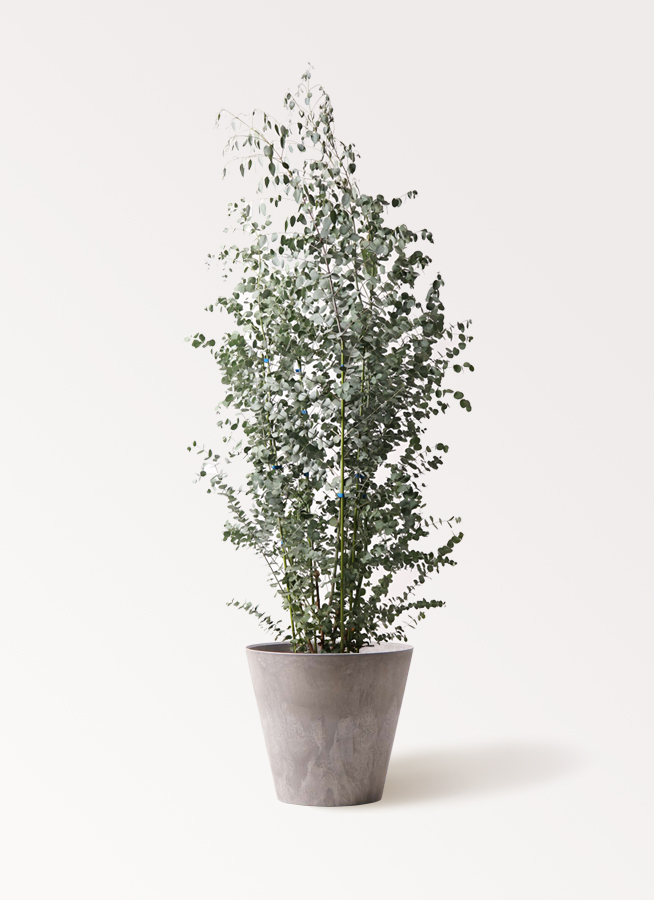 観葉植物 ユーカリ 10号 グニー アートストーン ラウンド グレー 付き