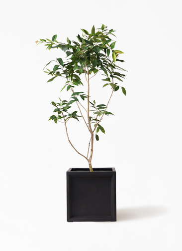 アマゾン　オリーブ　10号　250821 1.jpg?1532360462