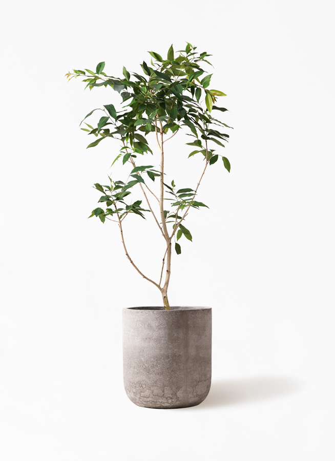 観葉植物 アマゾンオリーブ ムラサキフトモモ 10号 エルバ 白 付き 観葉植物ならhitohana ひとはな