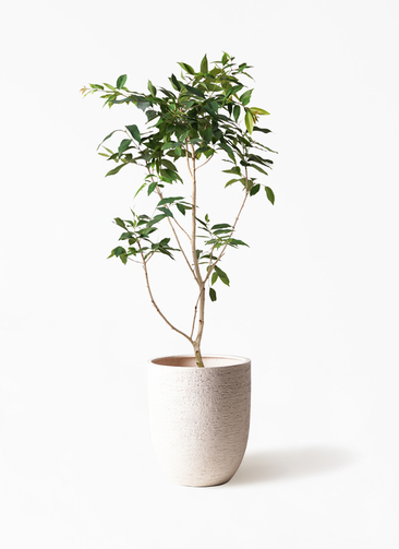 アマゾンオリーブ ♻️リユース観葉植物 【公式通販】