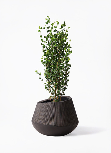 フィカスバロック 楽天市場】（観葉植物）フィカス ベンジャミン バロック 4号（1