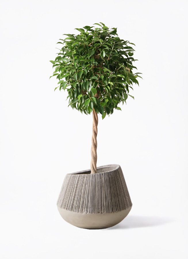 観葉植物 フィカス ベンジャミン 8号 玉造りエディラウンド グレイ