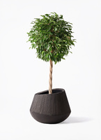 観葉植物 フィカス ベンジャミン 8号 玉造りエディラウンド 黒 付き
