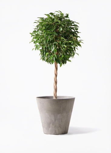 フィカス ベンジャミン 8寸 120センチ ボリューム抜群、品質良好です！陶器可 フィカス ベンジャミン 8寸 120センチ ボリューム抜群、品質良好