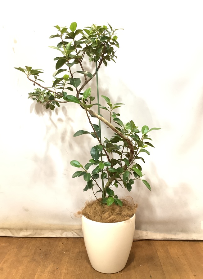 観葉植物 フランスゴムの木 130cm フランスゴムの木 8号 曲がり 観葉植物ならhitohana ひとはな