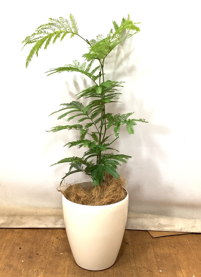 観葉植物 エバーフレッシュ cm エバーフレッシュ 6号 観葉植物ならhitohana ひとはな