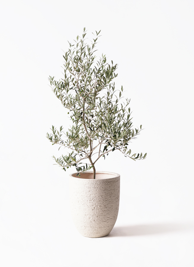 観葉植物 オリーブ 8号 アルベキーナ プラスチック鉢 | 観葉植物