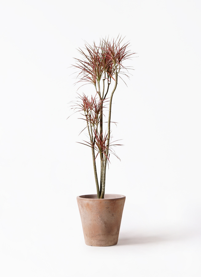 ドラセナ コンシンネ レインボー | 観葉植物通販HitoHana(ひとはな)