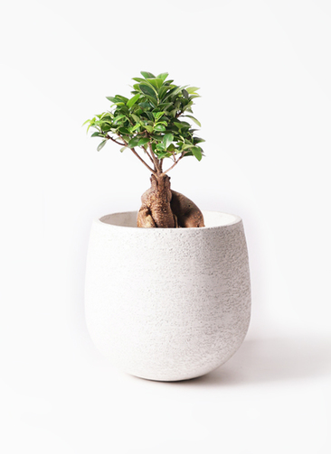 E*n様 元祖　◽️白パンダガジュマル ◽️挿し木専用 パンダガジュマル 挿し木 - メルカリ