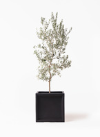 観葉植物 オリーブの木 10号 バロウニ ファイバークレイ キューブ 付き