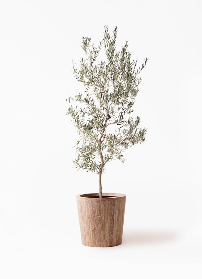 観葉植物 オリーブの木 10号 バロウニ ウッドプランター 付き / 小倉園