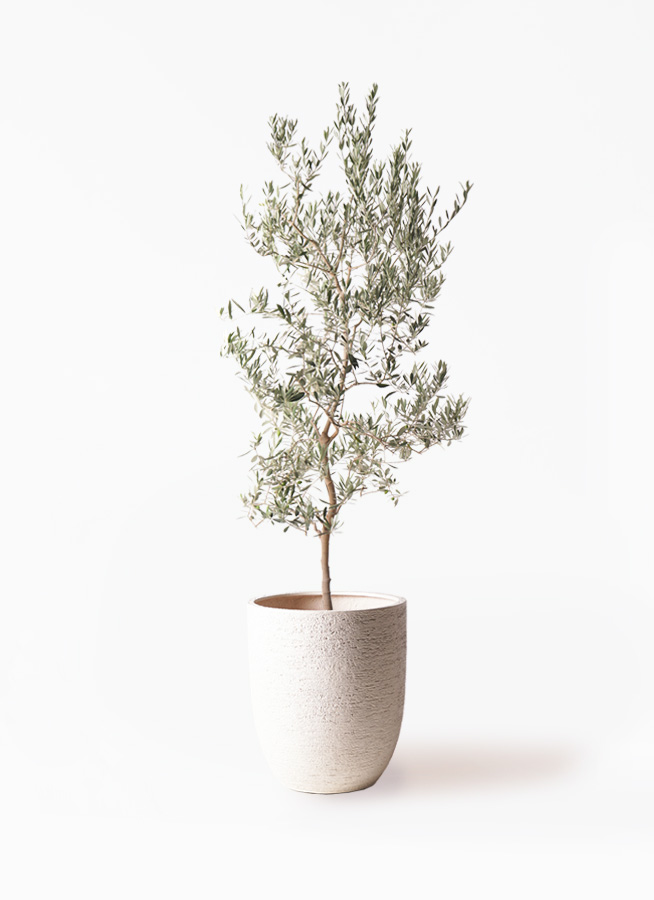 観葉植物 オリーブの木 10号 バロウニ ウッドプランター 付き