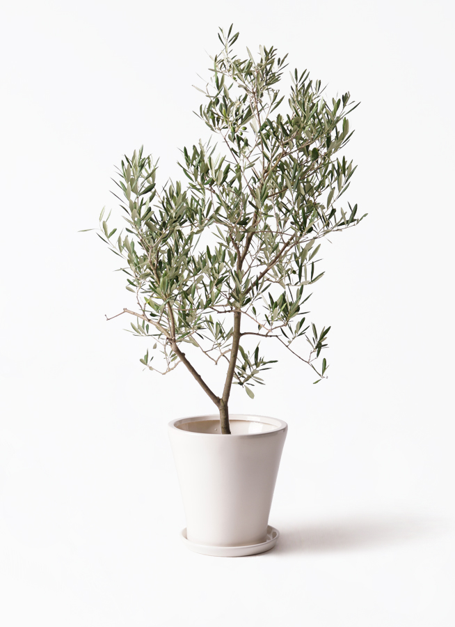 オリーブの木 デルモロッコ | 観葉植物通販HitoHana(ひとはな)