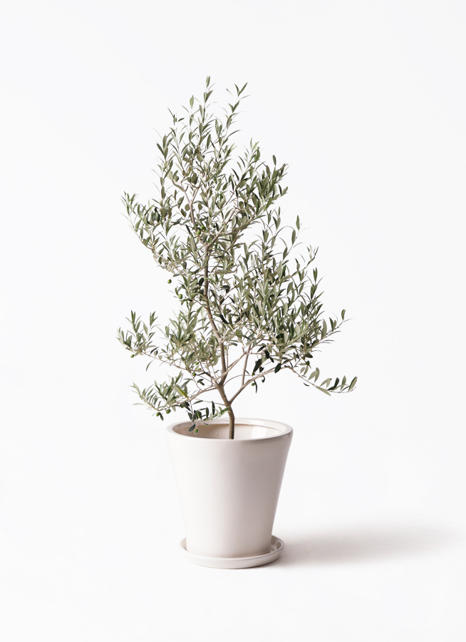 観葉植物 オリーブ 8号 アルベキーナ エコストーンGray 付き | 観葉