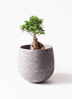 ガジュマル　ぴーすけ Amazon｜ITANSE ガジュマル 6号スクエア鉢 品種で選べる観葉植物