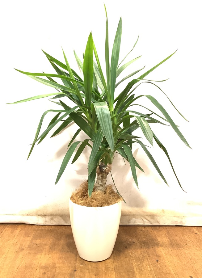 観葉植物 ユッカ【98cm】 ユッカ 6号 1本立ち#49280 | 観葉植物ならHitoHana(ひとはな) 観葉植物 ユッカ【98cm】 ユッカ 6号 1本立ち#49280 | 観葉植物ならHitoHana(ひとはな)