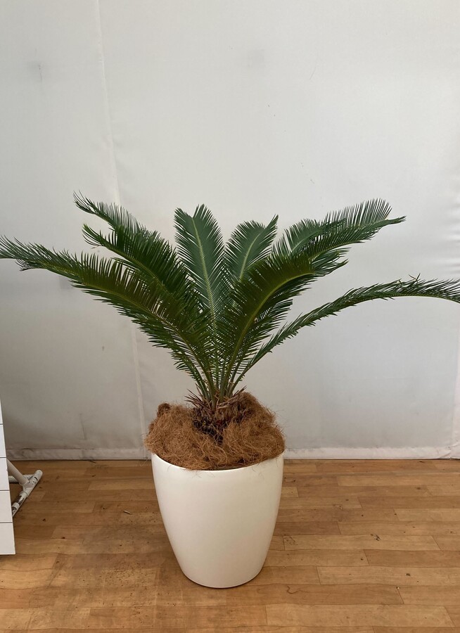 観葉植物 ソテツ 100cm ソテツ 10号 観葉植物ならhitohana ひとはな 観葉植物 ソテツ 100cm ソテツ 10号 観葉植物ならhitohana ひとはな