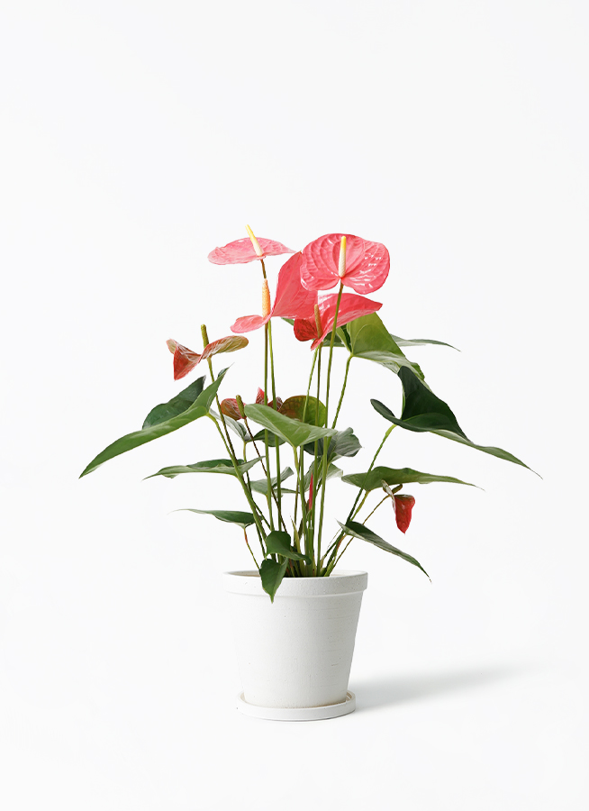 観葉植物 アンスリウム 5号 ピンク エルナ 0 B 付き | 観葉植物なら
