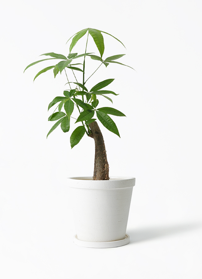 パキラ♪ 楽天市場】パキラ 8号鉢 観葉植物 大型 鉢カバーオプション 本物