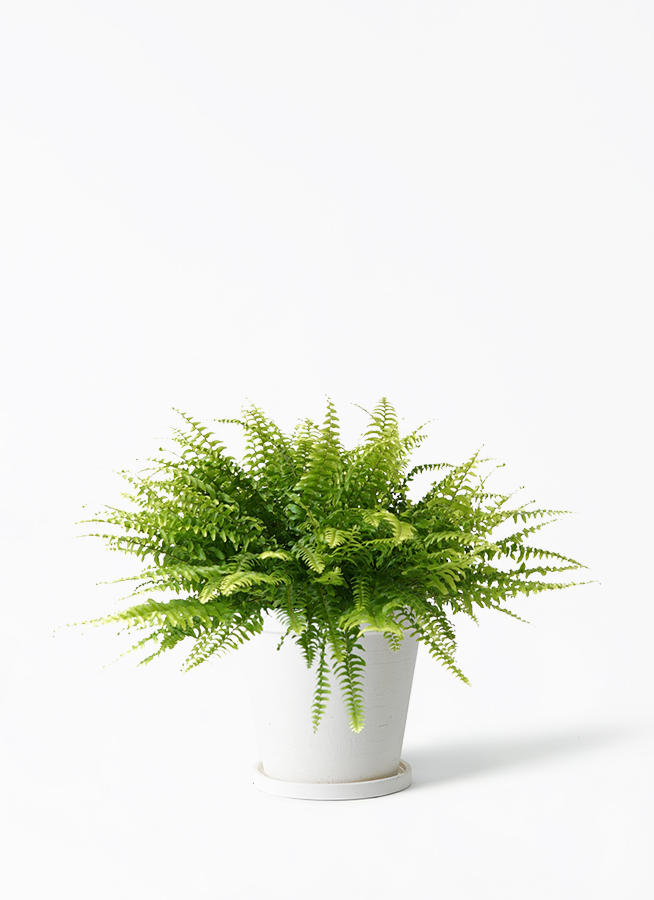観葉植物 ネフロレピス 5号 ラスターポット 付き | 観葉植物なら