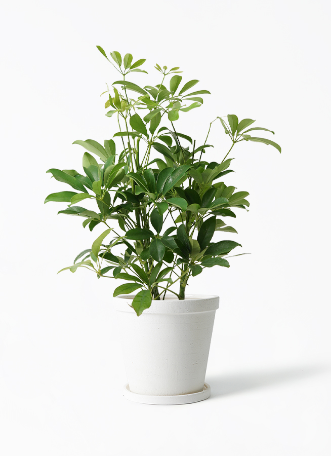 カポック（シェフレラ・カポック 140cm） 観葉植物 カポック（シェフレラ） 10号 斑入り エコストーン