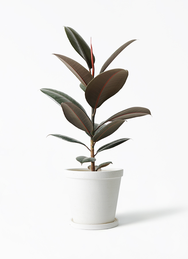 観葉植物 フィカス バーガンディ 220cm 観葉植物 フィカス バーガンディ 8号 曲り エコストーントールタイプ