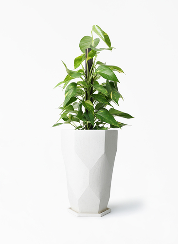 観葉植物 ポトス 6号 Ceramic Pot (セラミック) トールタイプ 付き