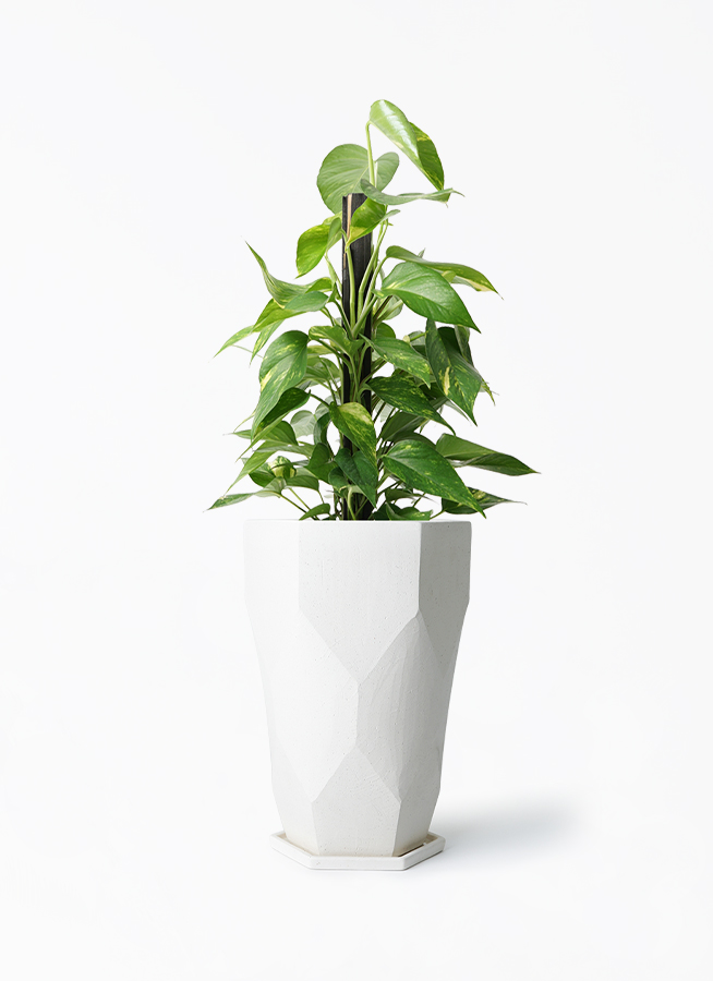観葉植物 ポトス 6号 Ceramic Pot (セラミック) トールタイプ 付き