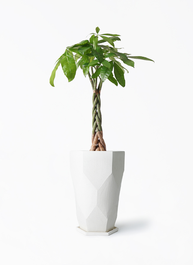 パキラ　ねじり　6【現品】観葉植物　室内　大型 観葉植物 パキラ 6号 ねじり ジュートバスケット ツートーン