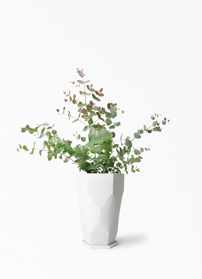 観葉植物 ユーカリ 6号 グニー ボサ造り Ceramic Pot (セラミック