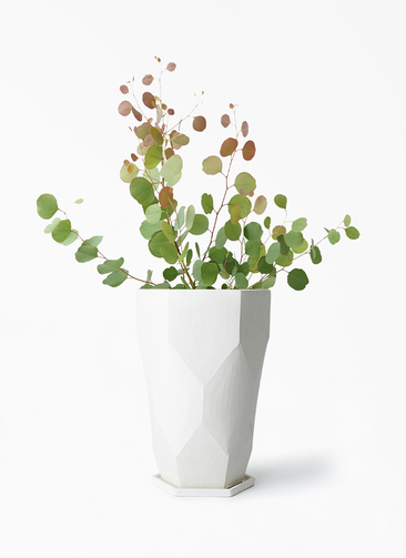 観葉植物 ユーカリ 6号 ポポラス（ポリアンセモス） Ceramic Pot