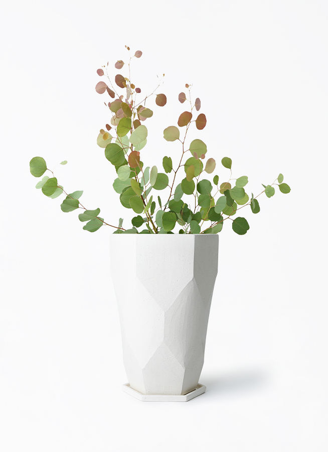 観葉植物 ユーカリ 6号 ポポラス（ポリアンセモス） Ceramic Pot