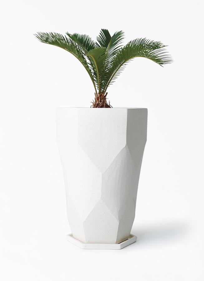 ソテツ 観葉植物 6号スクエア鉢植え（白） 6号スクエア鉢苗 千草園芸