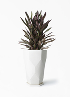 観葉植物 コルディリネ (コルジリネ) サンゴ 6号 Ceramic