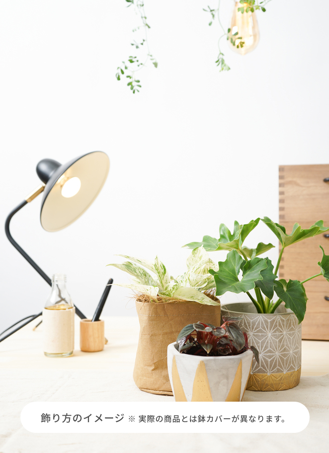 観葉植物 ポトス 3号 斑入り マルモ 白 SSS 付き | 観葉植物なら