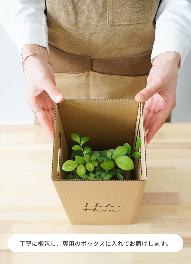 観葉植物 フィロデンドロン 3号 セローム ヒトデカズラ アダ