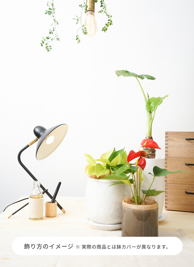 観葉植物 アロカシア 4号 オドラ（クワズイモ） プラスチック鉢