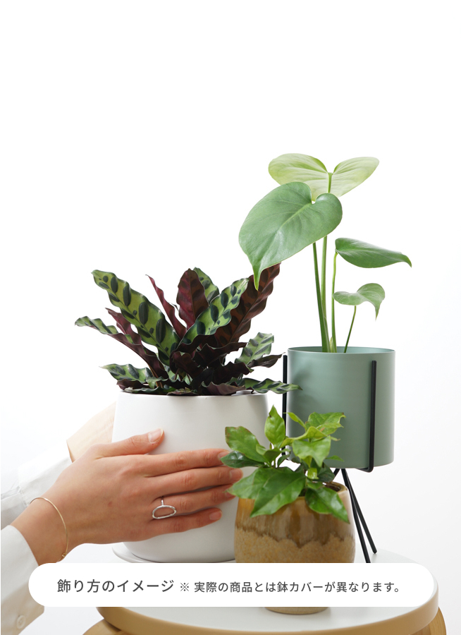 モンテスラ 観葉植物 モンステラ 3号 オーセ 11 P ピンク 付き | 観葉植物