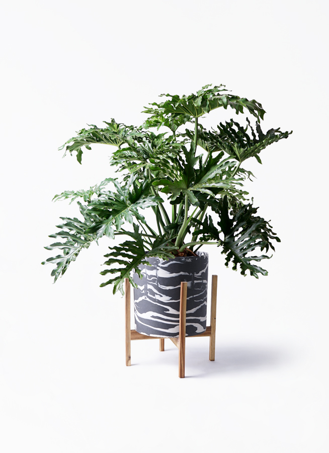 セローム ヒトデカズラ 大型 | 観葉植物通販HitoHana(ひとはな)