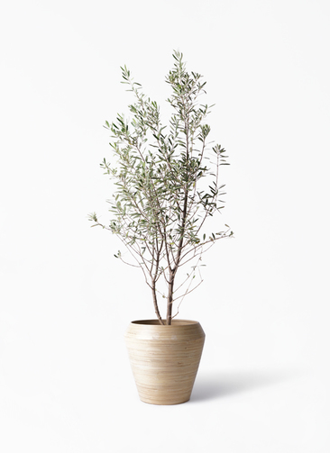 観葉植物 オリーブの木 10号 チプレッシーノ アルマ ミドル 付き