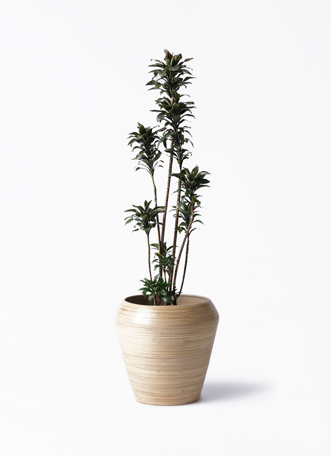 ドラセナ パープルコンパクタ | 観葉植物通販HitoHana(ひとはな)