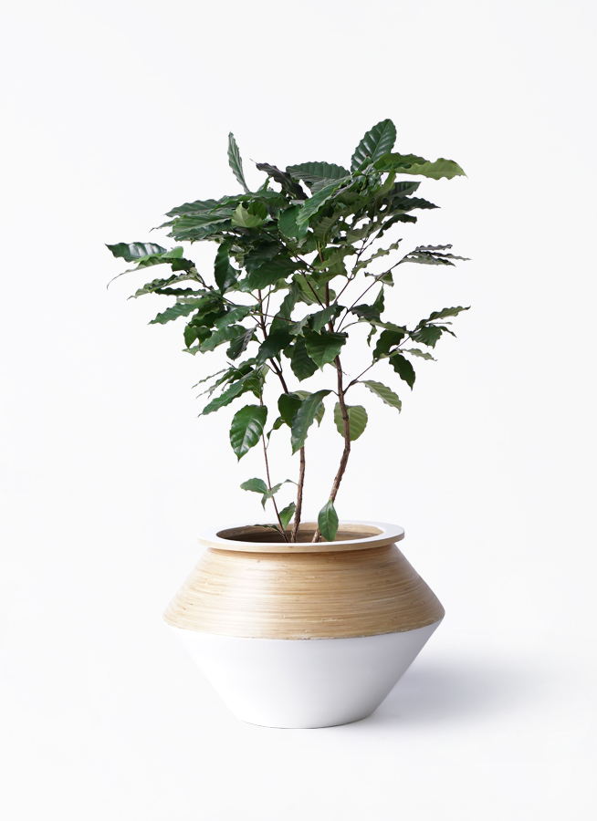 観葉植物 コーヒーの木 8号 アルマジャー 白 付き | 観葉植物なら