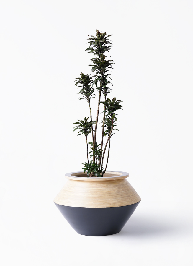 ドラセナ パープルコンパクタ | 観葉植物通販HitoHana(ひとはな)