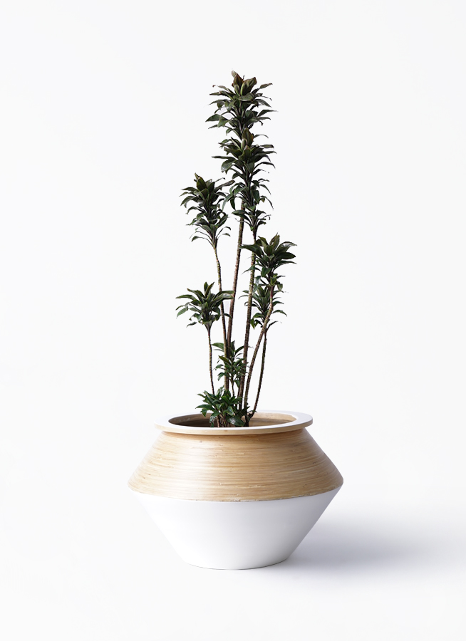 ドラセナ パープルコンパクタ | 観葉植物通販HitoHana(ひとはな)