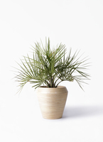 観葉植物 ココスヤシ (ヤタイヤシ) 10号 コーテス ヘックス ホワイト