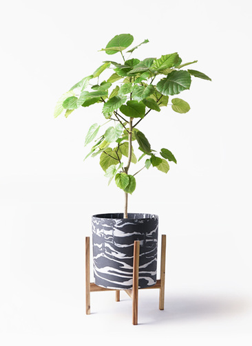 ［現品］42番　フィカス　ウンベラータ　曲がり　8号　観葉植物　室内　大型　人気 楽天市場】フィカス ウンベラータ 8号の通販